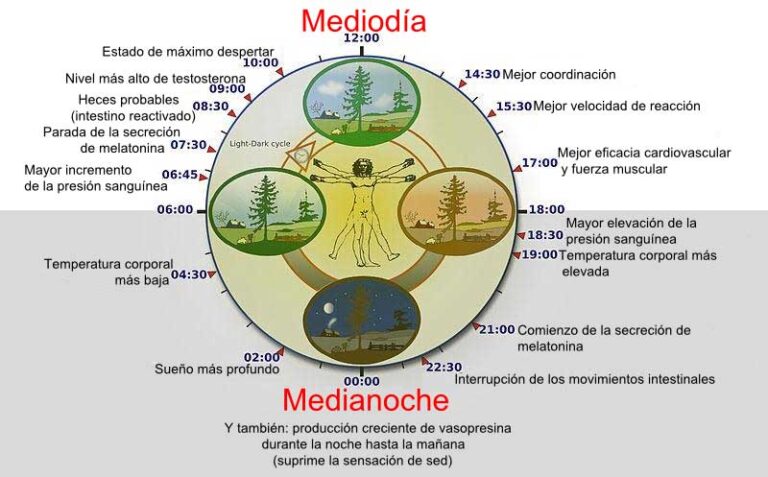 Descubre Cu L Es Tu Cronotipo Y Tu Mejor Hora Del D A Para Estudiar